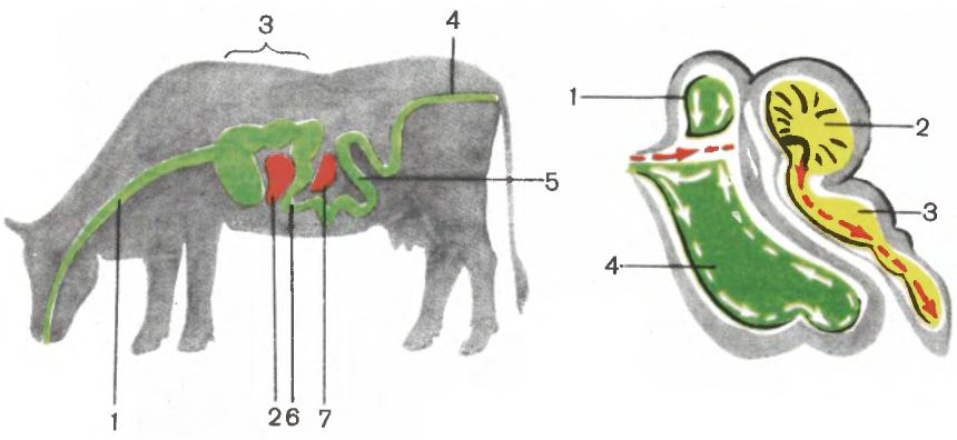 В желудке и кишечнике жвачных млекопитающих. Система пищеварения коровы. Схема пищеварительной системы жвачных животных. Строение пищеварительной системы жвачных животных. Пищеварительная система коровы анатомия.