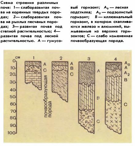 Состав почвы картинка