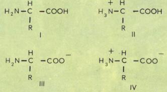Аминокислоты 1.jpg