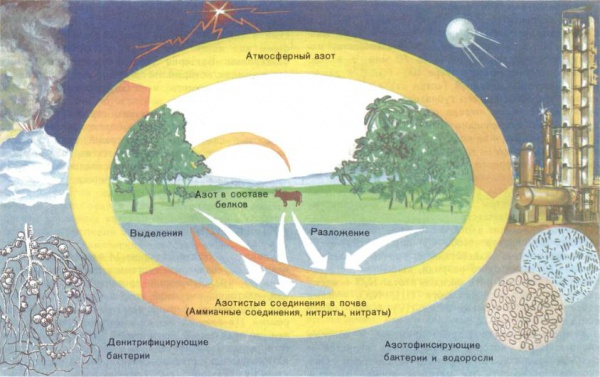 Нарисовать круговорот азота в природе