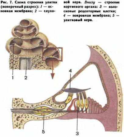 Схему поперечного разреза улитки