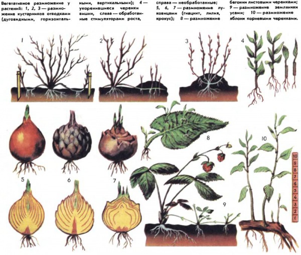 Вегетативное размножение растений фото